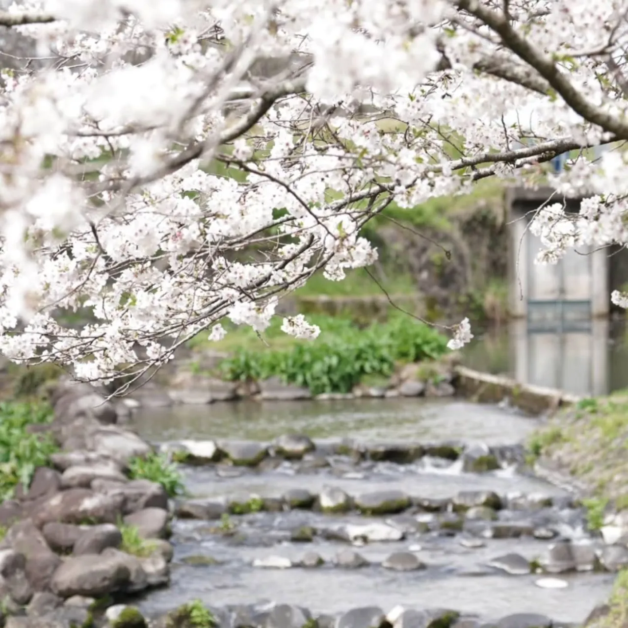 水辺プラザでお花見