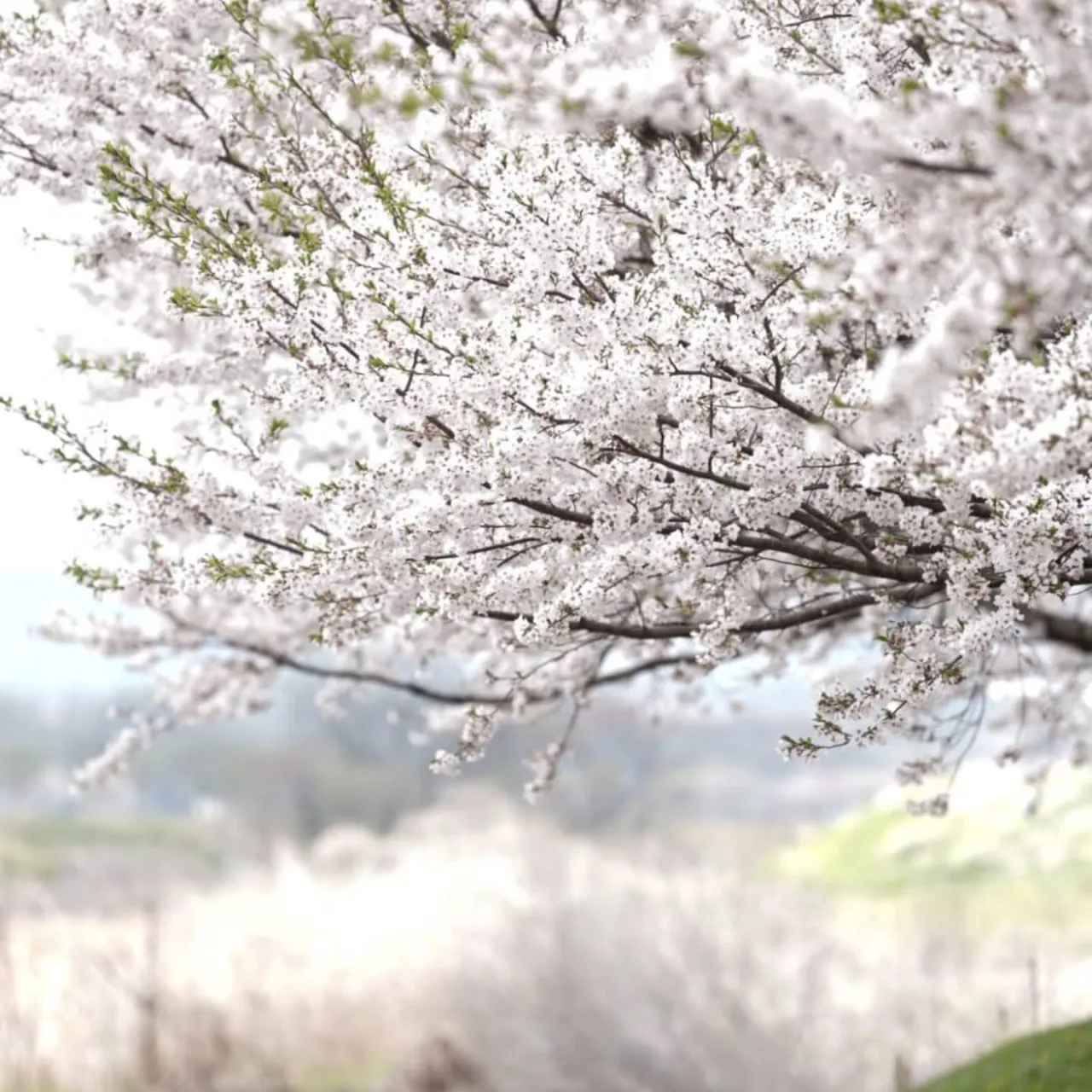 水辺プラザでお花見