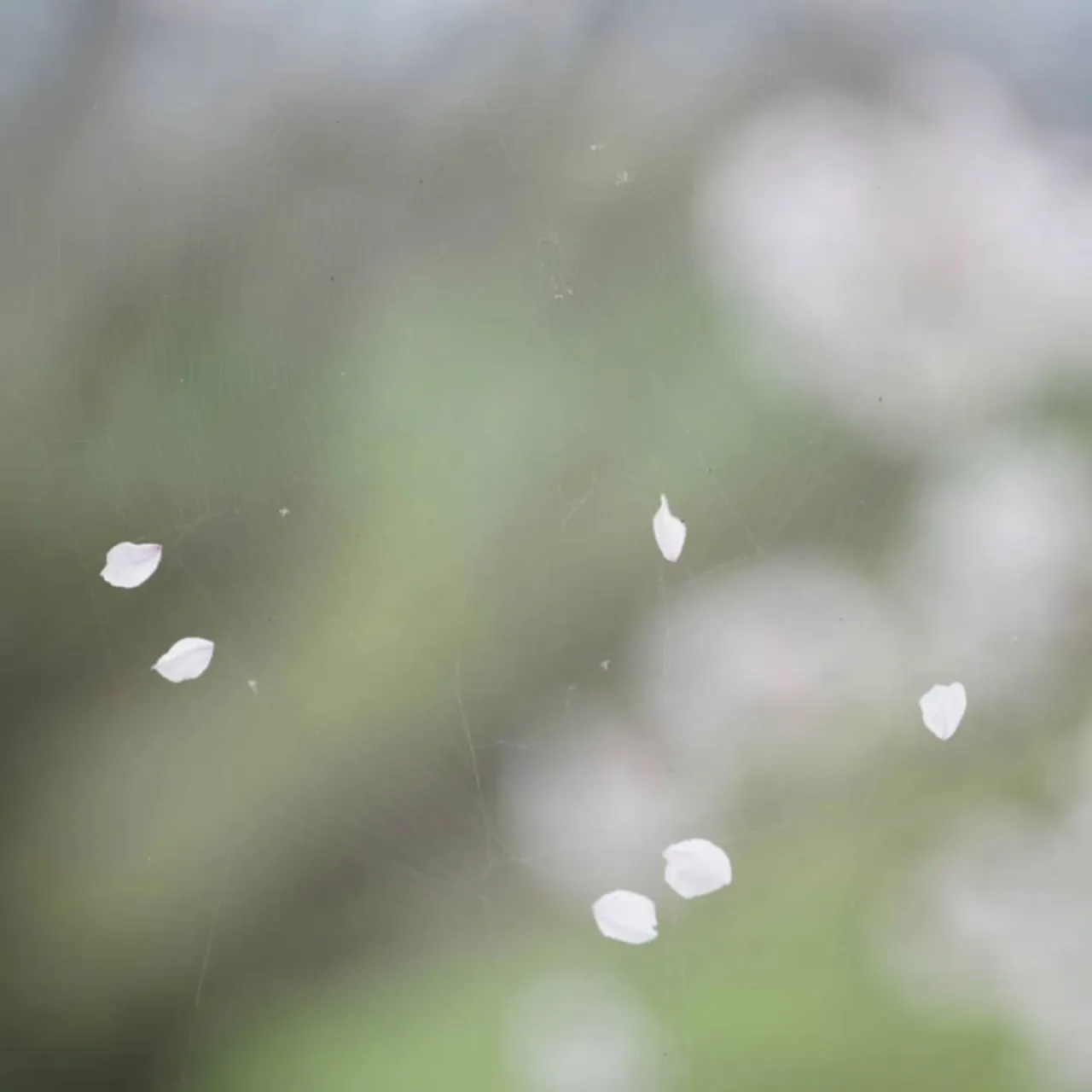 水辺プラザでお花見