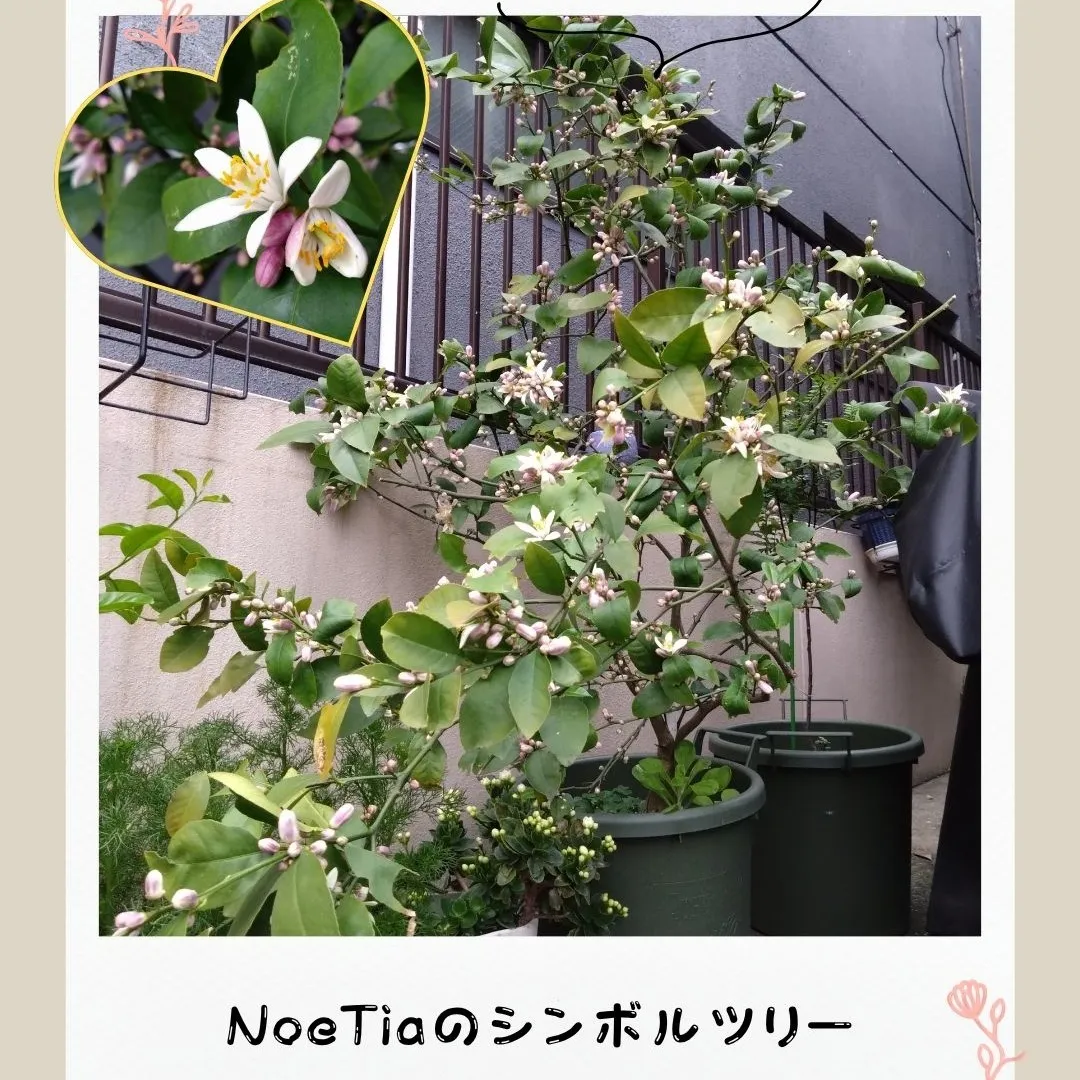 レモンの木が花盛り！